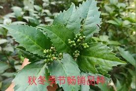 秋天是收获的季节，也是这种植物药材的销售旺季，你们那有吗