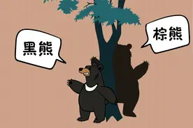 东北野外土霸王熊瞎子视频封面