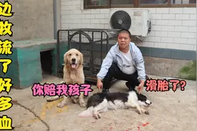 边牧流了好多血，金毛说是小虎让它吃鸡架导致滑胎了，是这样吗？视频封面