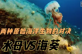 惊艳的海底世界，两种原始海洋生物的对决，水母大战海葵！视频封面