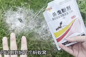 这款杀虫粉剂“灭红火蚁”效果超明显，隔天红火蚁直接团灭了！视频封面