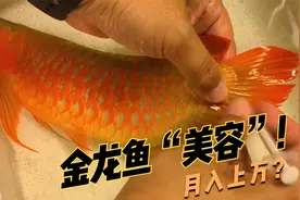 给金龙鱼“开眼角”，每次收费至少上万元，一不留神却倾家荡产！视频封面