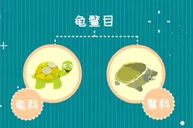 鳖和乌龟有什么区别？视频封面