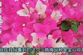 三角梅不开花别盲目控水从这几方面找原因正确处理才能花满枝头视频封面