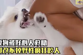 狗狗连续撕咬四任主人，被训犬师一招锁喉，夹在胳膊下方疯狂挤压视频封面