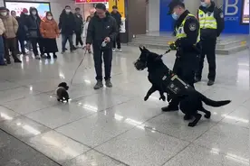 泰迪偶遇警犬瞬间变怂，连连后退笑翻网友：这泰迪肯定有案底视频封面
