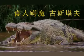 尼罗鳄简介，食人巨鳄古斯塔夫横行非洲40年开枪打不死至今没抓着视频封面