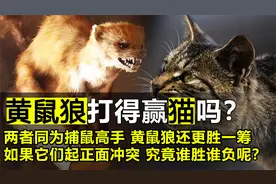 黄鼠狼和猫都是灭鼠高手，如果它们正面冲突，黄鼠狼打得赢猫吗？视频封面