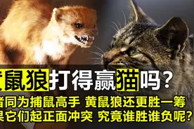 黄鼠狼和猫都是灭鼠高手，如果它们正面冲突，黄鼠狼打得赢猫吗？视频封面