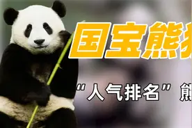 2023年熊猫界十大顶流，第一位实至名归，看看你的心上熊排第几？