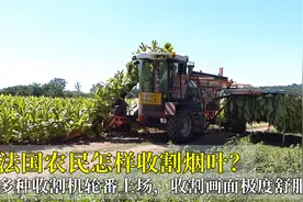 法国农民怎样收割烟叶？多种收割机轮番上场，收割画面极度舒服！视频封面