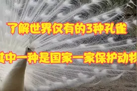 了解世界仅有的3种孔雀 你见过白孔雀和黑孔雀开屏吗视频封面