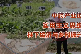 中国特色乡村振兴产业，林下经济中药产业链视频封面