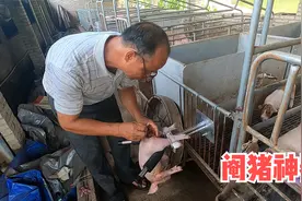 农村阉猪也要有技巧，小伙花了50元买了一个阉猪神器，方便又省力视频封面