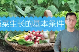 从花盆种葱谈蔬菜生长的基本条件视频封面