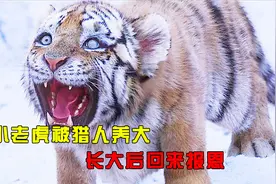 小老虎从小被猎人养大，长大后回来报恩，没想到最后却成为仇人视频封面