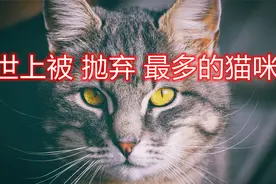 世上被抛弃最多次的猫咪，为什么狸花猫的“弃养率”这么高？视频封面