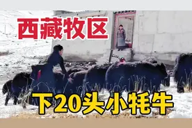 西藏海拔4800米牧区遍地牦牛，下雪天全赶回家，1头小的就要5000