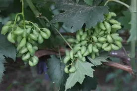 金手指葡萄咋样？想种植却不了解？农村小伙详细介绍，学习了视频封面