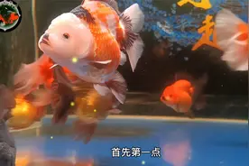 分享催鱼苗过程，这样喂金鱼，让你的金鱼（鱼苗）快速健康成长视频封面