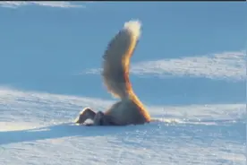 狐狸头扎雪地捕食老鼠，蠢萌的样子太搞笑了，这不是我认识的狐狸视频封面