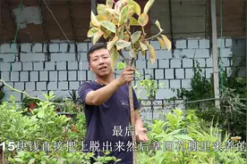 15块钱买了棵2米高的橡皮树，用这个技巧，2年就能养成花叶棒棒糖视频封面