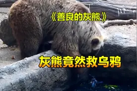 乌鸦喝水意外掉进水里，棕熊追到跟前后，竟然救了乌鸦视频封面