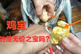 老妈杀鸡，意外在公鸡肚子中得到两个“鸡宝”，感觉真的要发财了视频封面