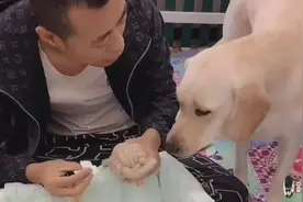 主人嫌小狗太吵，教训它们，狗妈妈护着小狗，给它们拿玩具，暖心视频封面