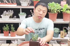 之前上盆的多肉元宝芦荟已经完美服盆，爆侧芽，我用了这些办法视频封面