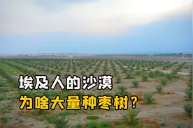 埃及人为什么在沙漠大量种植枣树？我国西北沙漠能不能种植？视频封面