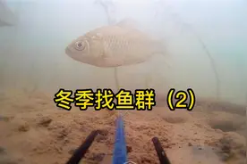 冬季鱼在哪里躲着，用水下摄像机来看看鱼群在哪视频封面