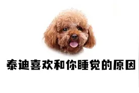 泰迪喜欢和你睡觉，离不开这4个原因！视频封面
