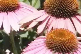 松果菊播种育苗技术：怎样种植松果菊，方法和技巧了解一下