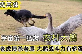 舍我其谁：农村第一猛禽大鹅单挑老虎搏杀老鹰，大鹅战斗力有多强视频封面