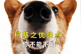 柯基之优缺点，你不能不知视频封面