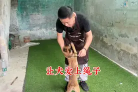 狗看到牵引绳就跑该怎么办？记住两个步骤，让它从此爱上带绳子视频封面
