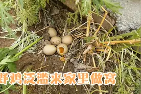 东北农村野鸡泛滥了，都跑家里菜园做窝下蛋，被小丽一窝端了视频封面