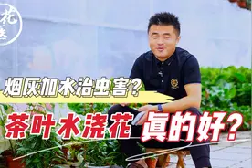 网络热门养花鉴定，茶叶水浇花真的好？烟灰加水治虫害？视频封面