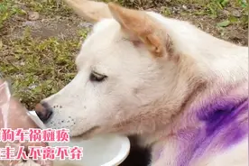 狗狗车祸瘫痪，好心阿姨全力救治，画面太治愈！视频封面