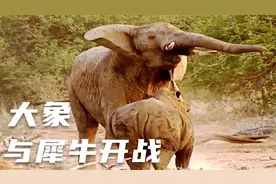 大象为了给小象报仇，直接与犀牛开战！视频封面