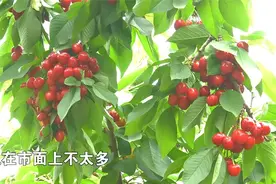 南方地区发展樱桃可行吗？视频封面