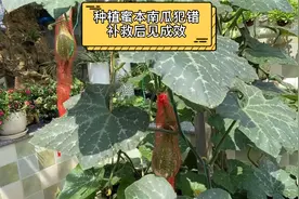 种植蜜本南瓜犯错 经过打顶补救后 已结成两个南瓜 还有多个雌花视频封面
