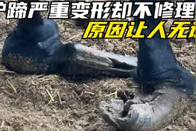 驴蹄子严重变形，驴主人却死活不肯给它修蹄子，知道原因后无语了视频封面