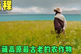 青稞，高原上最古老的农作物视频封面