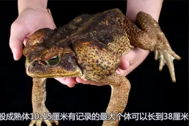 和巨蟒交配的巨型蟾蜍！最大品种的癞蛤蟆！视频封面