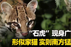 猛兽危险！“石虎”现身广东，外貌像极家猫，常被人误当猫咪饲养视频封面
