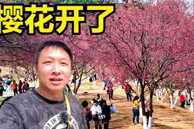 南宁石门公园，春暖花开，到这里赏樱花视频封面