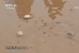 能浮在水上的石头？《本草纲目》中就有关于海浮石的记载，了解下视频封面
