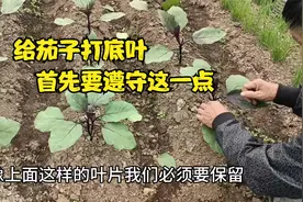 茄子底叶怎么打？底下留几片叶？这一点原则要遵守，可不能乱打